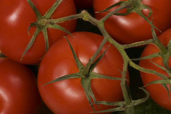Tomate — Fotografia de Stock
