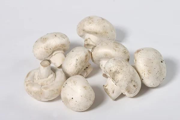 Field mushroom — Stock Photo, Image