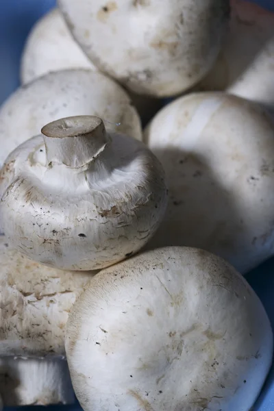 Field mushroom — Stock Photo, Image