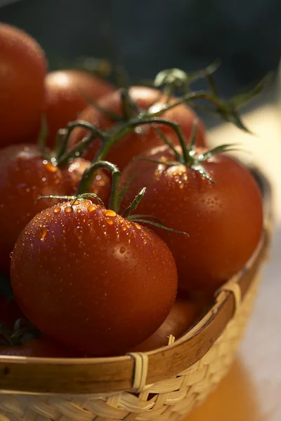 番茄的篮子 — 图库照片