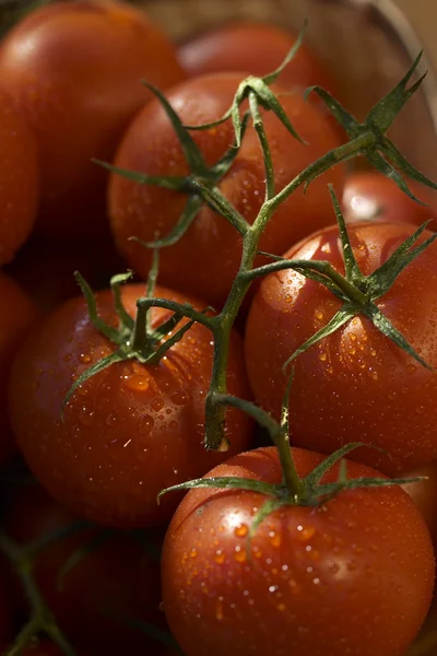 Tomaten und Wassertropfen — Stockfoto