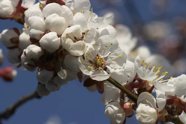 Floare de cireșe Imagini stoc fără drepturi de autor