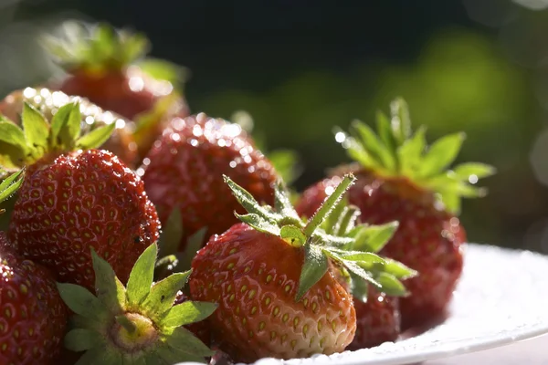 Erdbeere in der Schüssel in der Sonne lizenzfreie Stockfotos