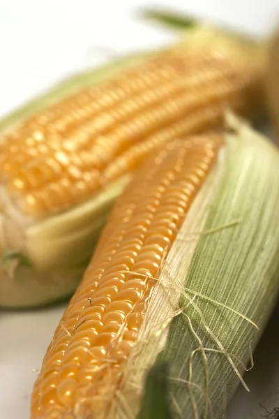 玉米 图库图片