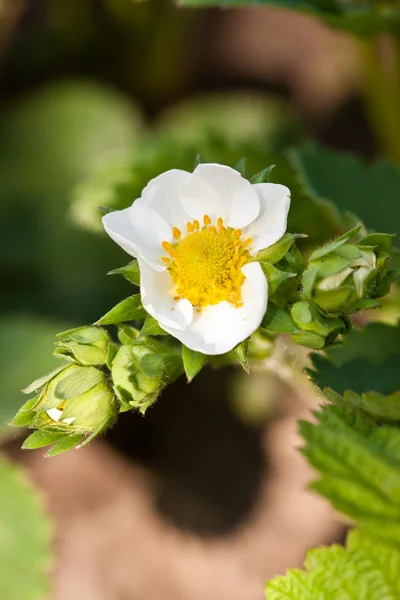 Jahodová květ — Stock fotografie