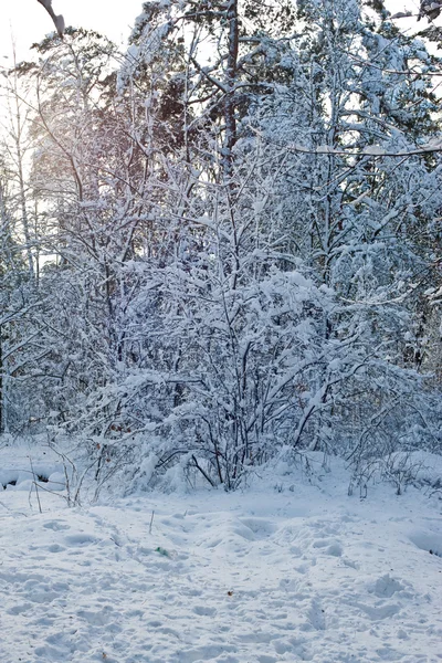 Paysage hivernal — Photo