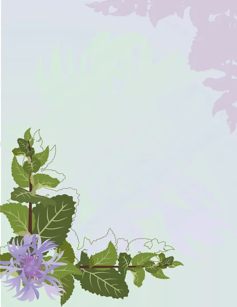 Minze und Kornblumen Hintergrund — Stockvektor