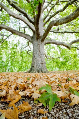 Leaves of plane tree and gravel with big clipart