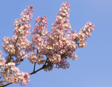 Bunch of pink lilac flower blossom clipart