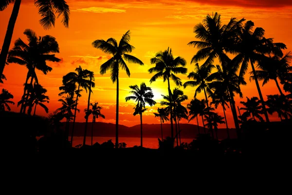 Palms silhouette opposite beautiful isla