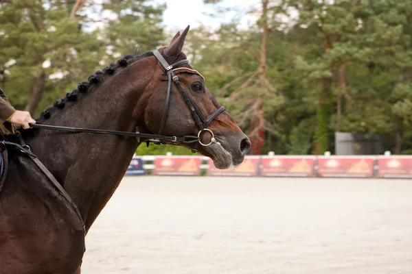 Vedoucí závodní kůň v pohybu — Stock fotografie