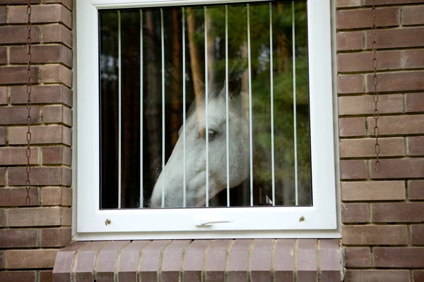 Cavallo bianco guardare attraverso la finestra — Foto Stock