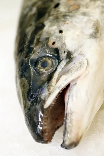 stock image Fish on ice