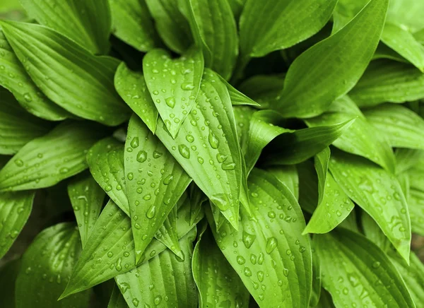 stock image Green leaves after rain