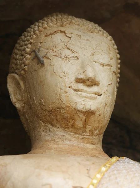 Глава Будды с саламандрой — стоковое фото
