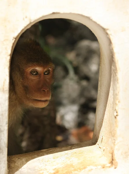 Macaco a olhar pela janela — Fotografia de Stock