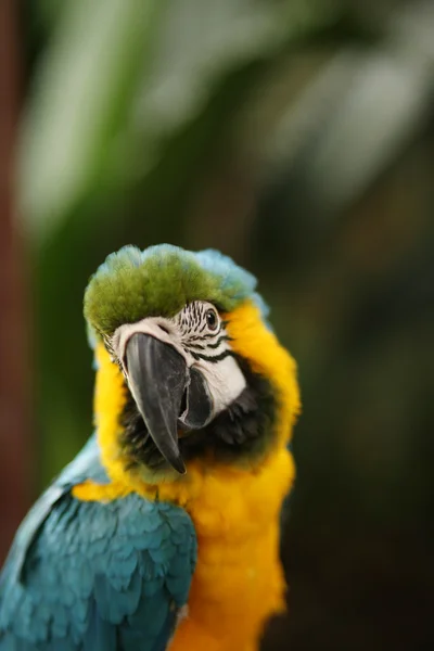 Um close-up de papagaio — Fotografia de Stock