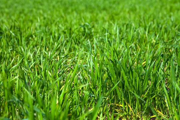 stock image Close Up of green grass