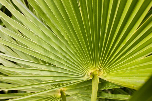 Stock image Palm leaf