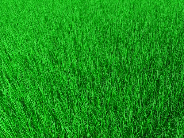 stock image Green grass