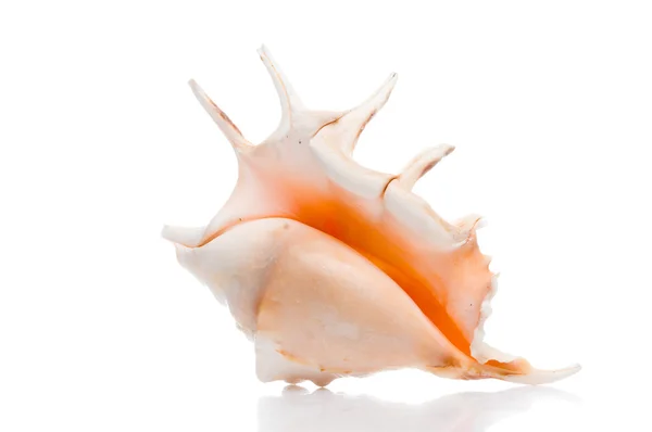 stock image Seashell