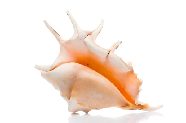 stock image Seashell