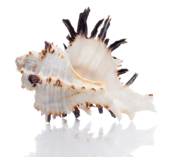 stock image Seashell