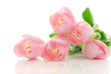 Tulips clipart