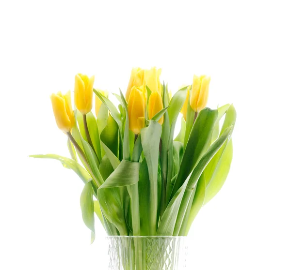 stock image Tulips