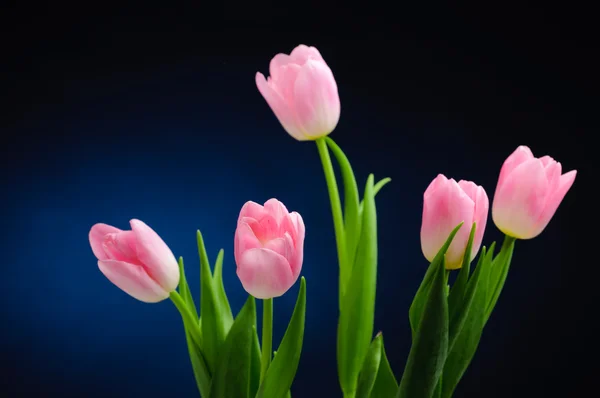 Tulipanes rosados . — Foto de Stock