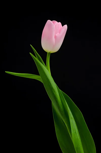 Tulip Stock Image