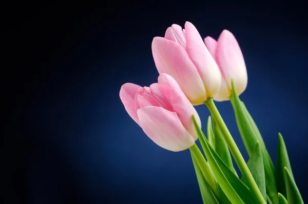 Rosa tulipaner . - Stock-foto