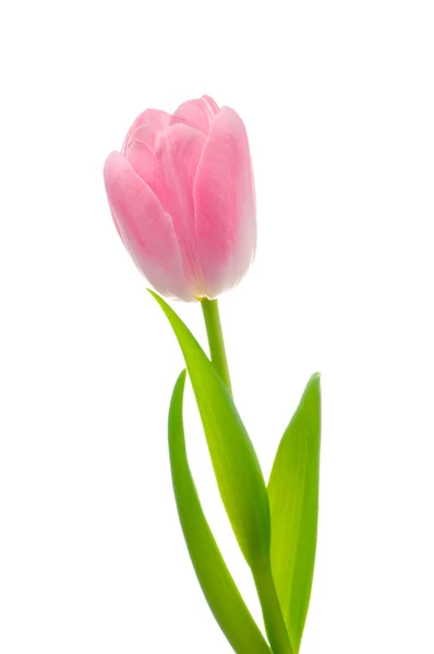 Tulip — Stock Photo, Image