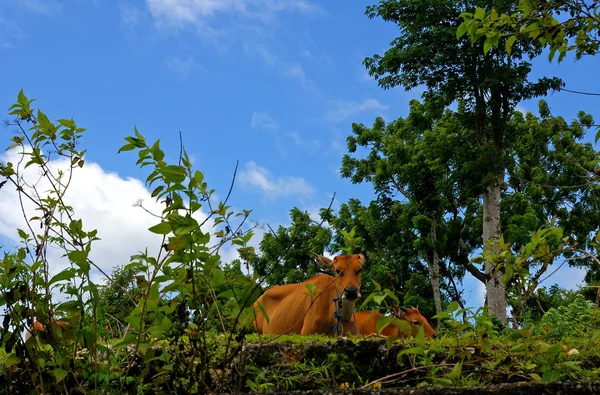 Krávy na pastvě na venkově — Stock fotografie