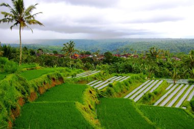 pirinç tarlaları Bali