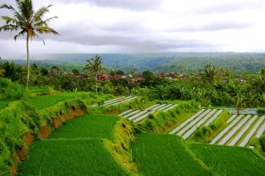 Rice fields in Bali clipart