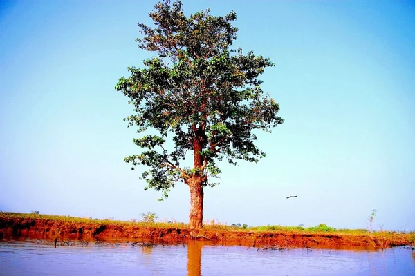Träd på flodbank — Stockfoto