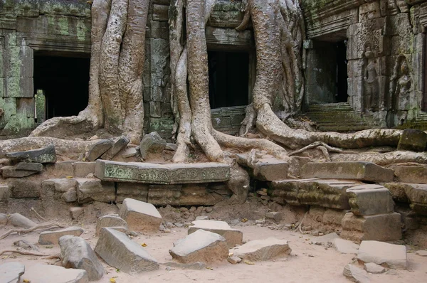 stock image Tree roots at a temple