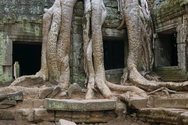 Stock image Tree roots intertwined with ruins