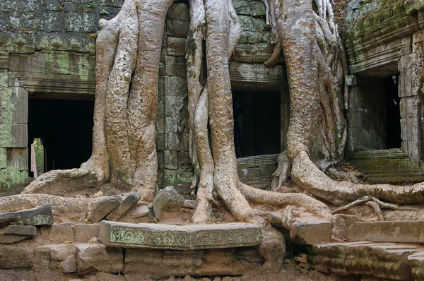 stock image Tree roots and temple