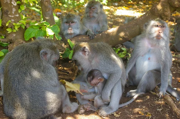 stock image Family of monkeys