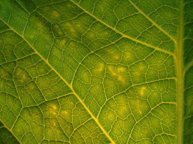 Macro on green foliage. Inula clipart