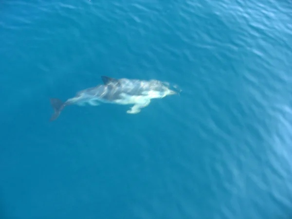 海豚 — 图库照片