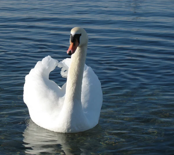 Floating swan in the wild — Stock Photo, Image