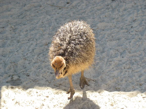 Baby ostrich farm — Stock Photo, Image