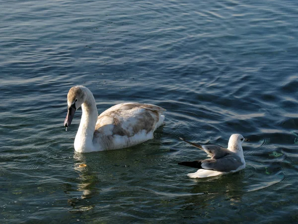 The White Swan and a sea gull in the wil — Stock Photo, Image