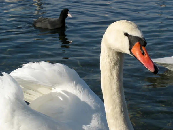 White swans in the wild — Stock Photo, Image