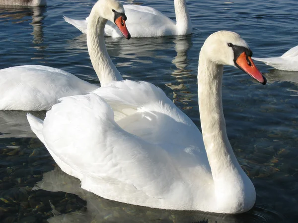 Cisnes brancos na natureza — Fotografia de Stock
