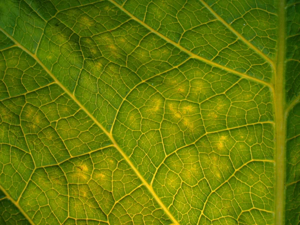 stock image Macro on green foliage. Inula