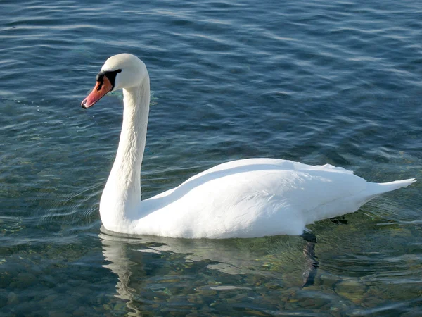 Floating swan in the wild — Stock Photo, Image